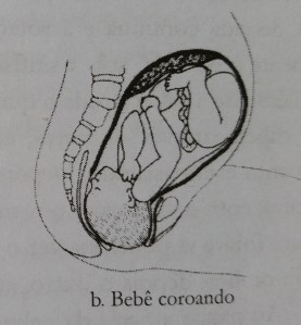 fases parto coroando