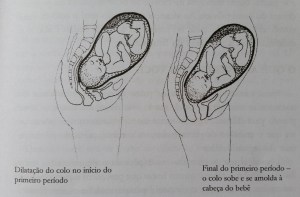 fases parto dilatação