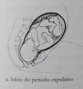fases parto expulsivo